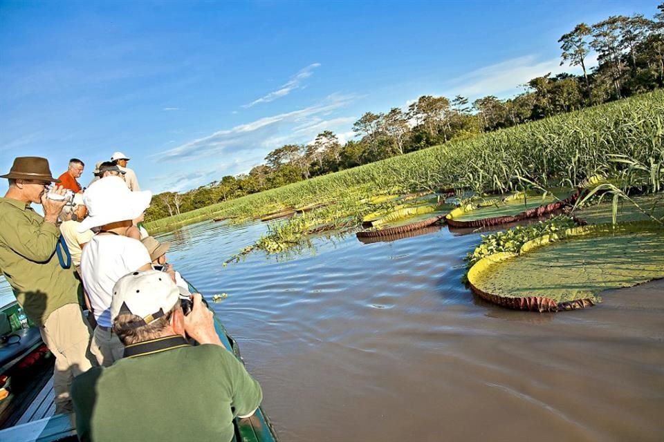 Observación de la Victoria amazónica, Reserva Nacional Pacaya Samiria