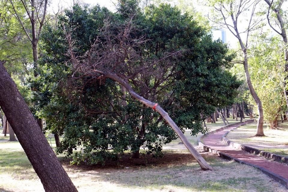 En esta parte del Bosque el Arbolado se encuentra deteriorado.