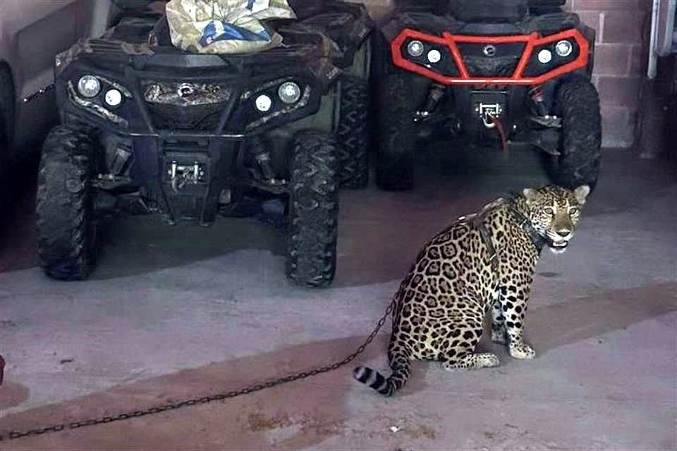 También fue asegurado un jaguar.