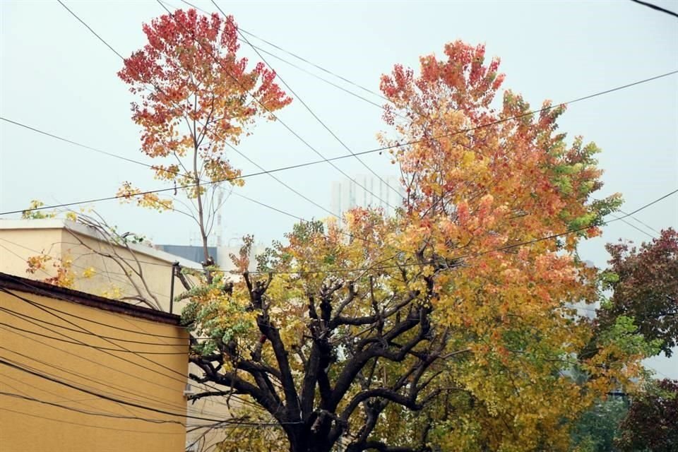 El hombre sufrió la descarga eléctrica cuando se encontraba podando un árbol.