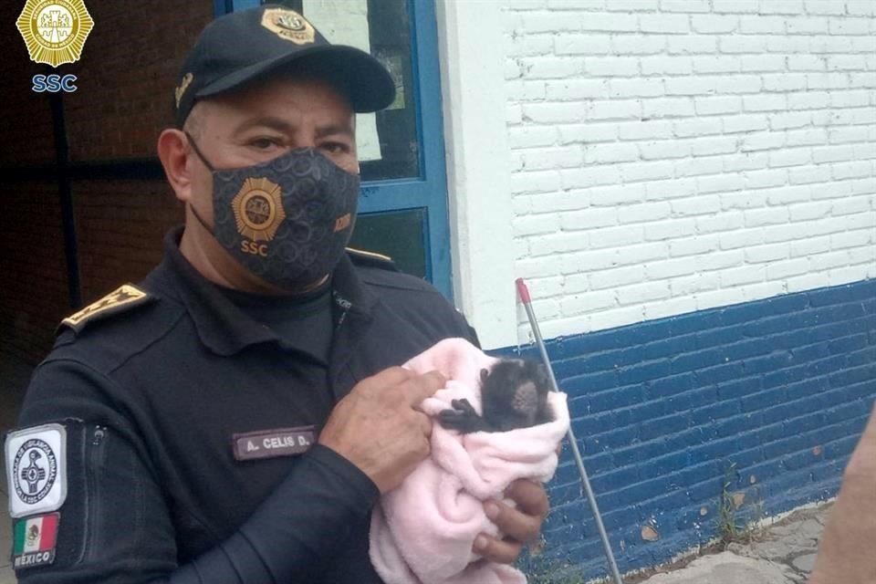 Agentes llevaron al mono a las instalaciones de la Profepa en Xochimilco.