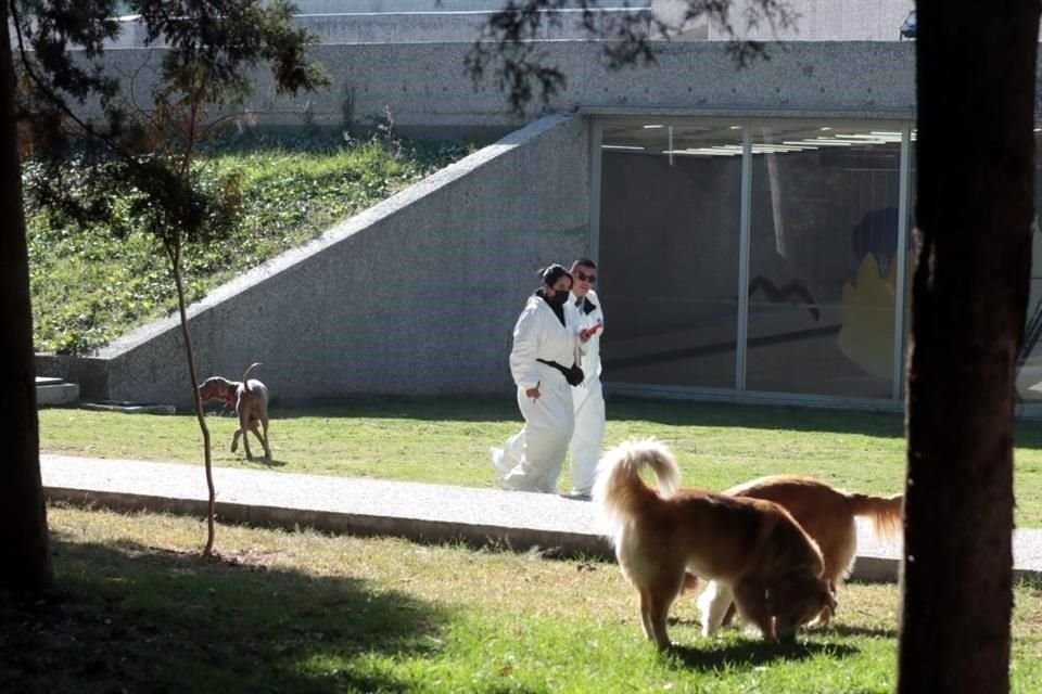 El cadáver fue abandonado detrás del Museo Tamayo.