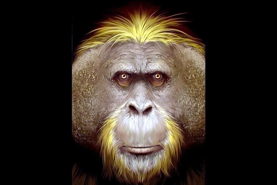 El primate más grande de todos tiempos vivió en selvas de la actual Asia.