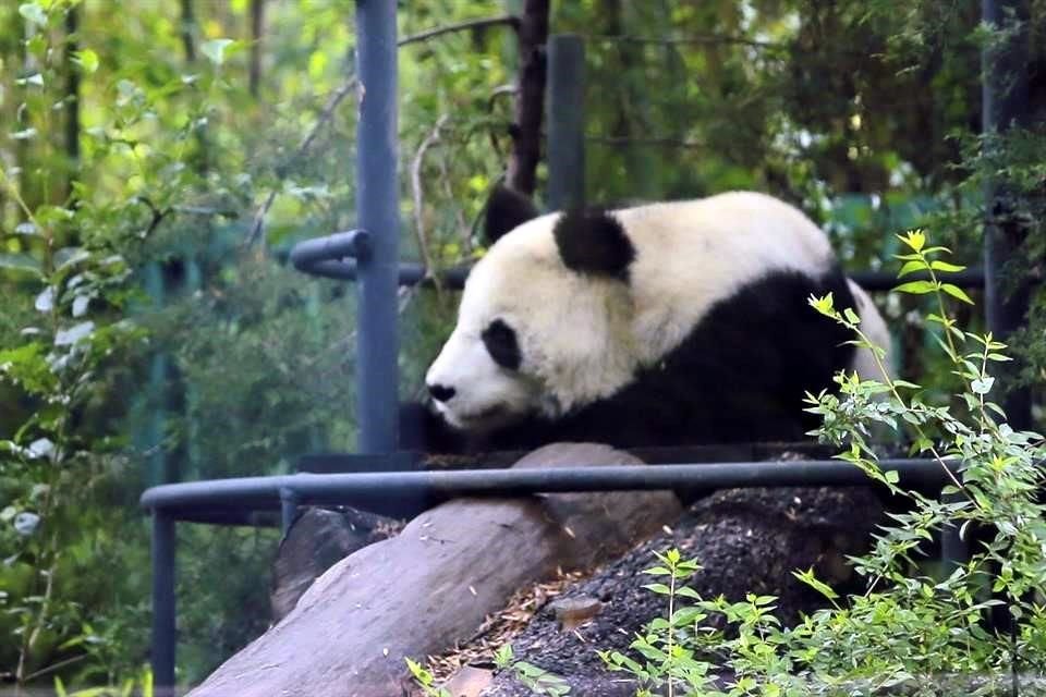 Las osas pandas gigantes #XinXin y #ShuanShuan, de 31 y 34 años, gozan de buena salud en el Zoológico de #Chapultepec y son las más longevas nacidas fuera de China.