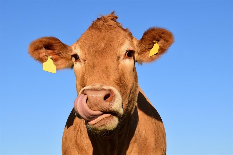 Los microbios del estómago de las vacas pueden descomponer algunos tipos de plástico, como el PET, según estudio de Austria.