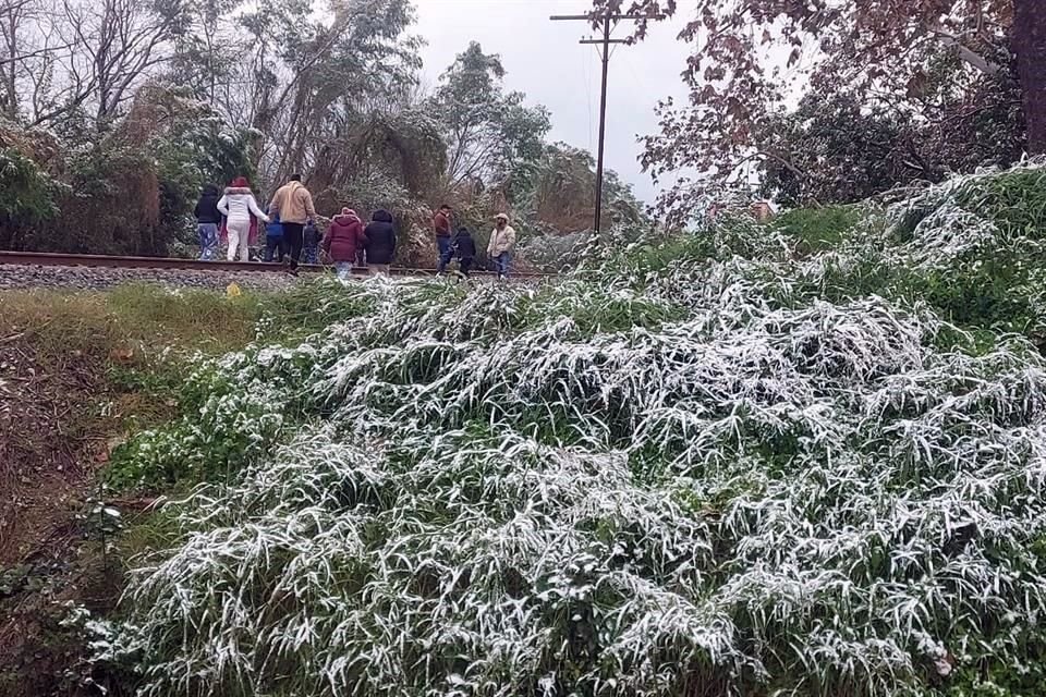 En Cadereyta, el aguanieve cubrió los árboles y arbustos.