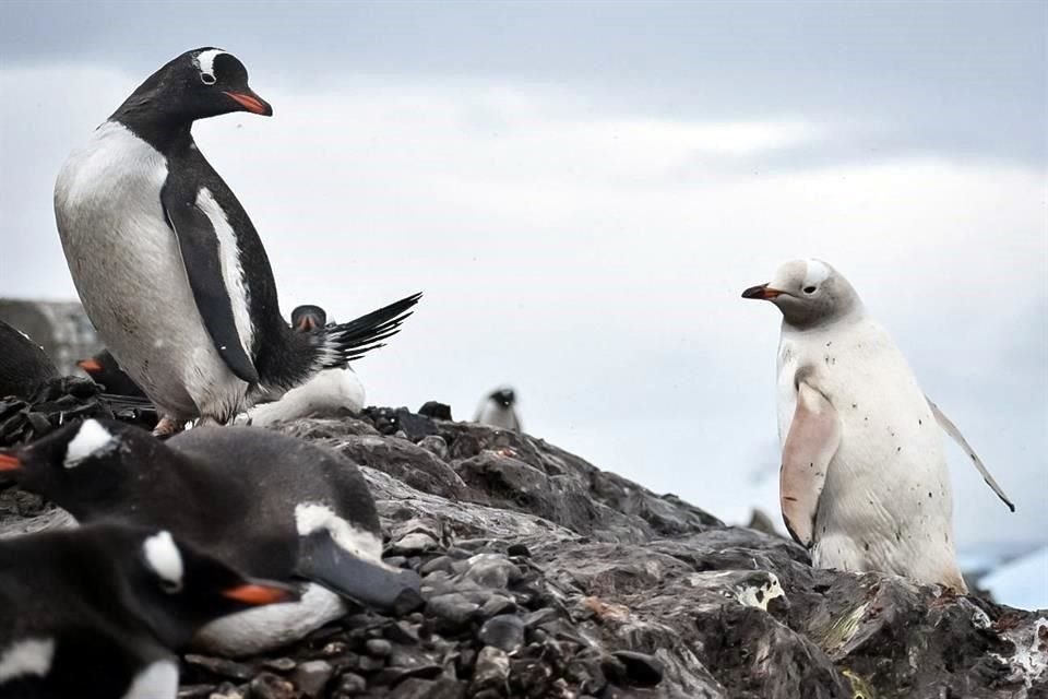 El pingüino papúa fue visto por elementos de la armada chilena.