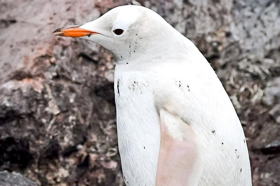 El pingüino papúa blanco llamó la atención de militares y científicos en zona al norte de la península antártica.