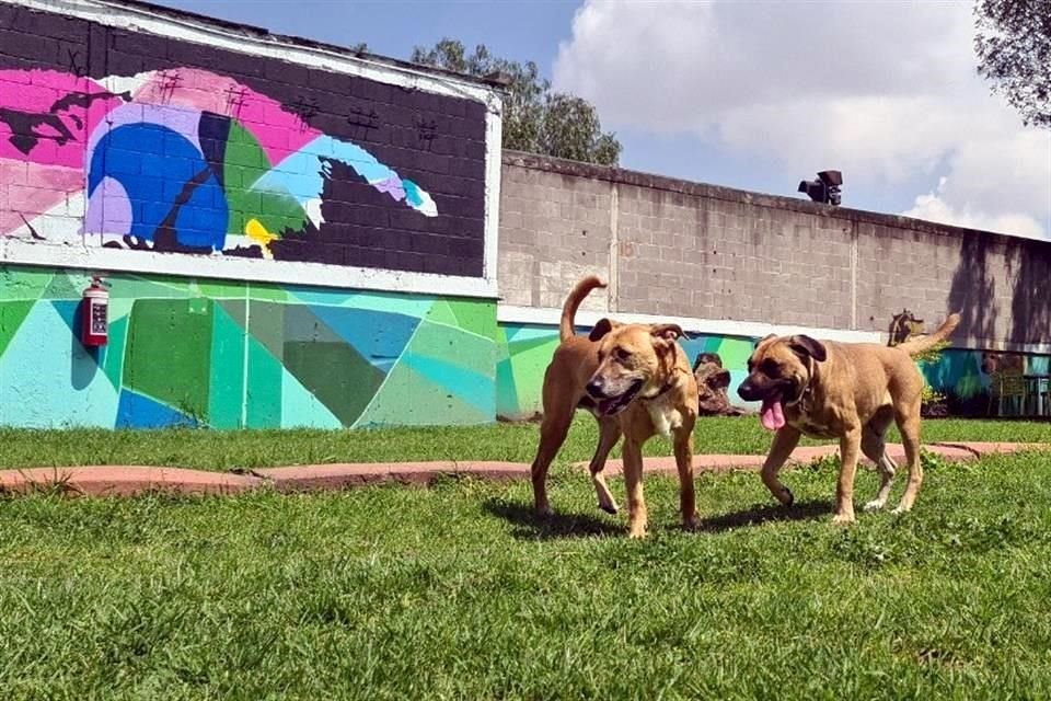 El Centro de Transferencia Canina del #Metro cumplirá su cuarto aniversario, con el llamado a adoptar y no estigmatizar a perros de raza grande.