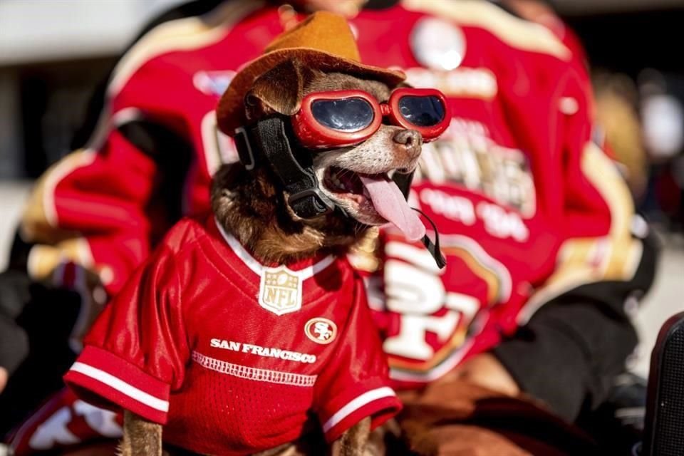 Hasta las mascotas viven la fiesta del Super Bowl.