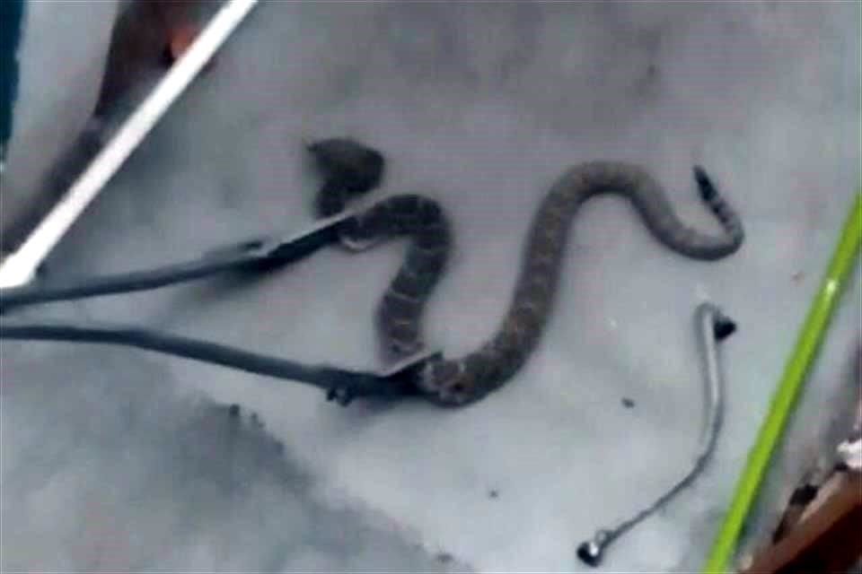 La víbora de cascabel fue localizada en el patio de una casa en la Colonia 18 de Octubre, en Escobedo.