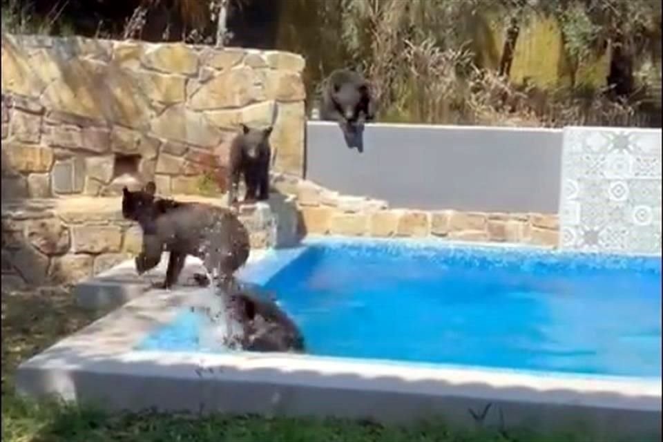 Una familia de cuatro osos 'irrumpió' en una residencia de la Colonia Valle de San Ángel, en San Pedro.
