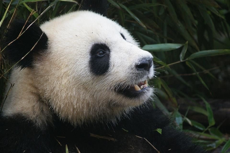 Los pandas gigantes dejaron de estar amenazados en la naturaleza, pero aún son una especie vulnerable, de acuerdo con China.