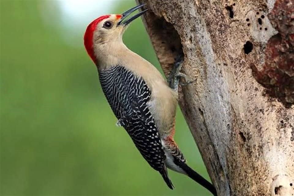 El pájaro carpintero cheje resultó afectado por el retiro del árbol donde anidaba, en la Explanada Cultural.