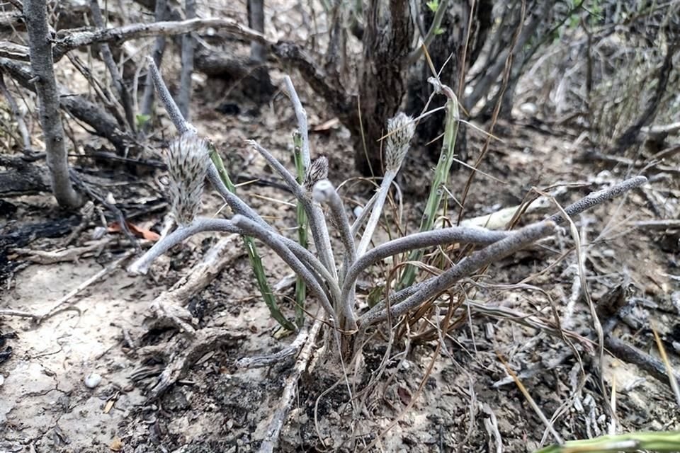 Explorador por naturaleza