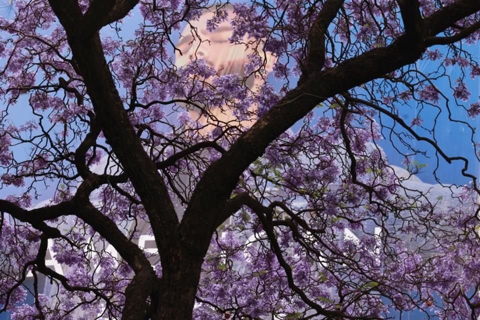 Las jacarandas más antiguas están en la Condesa y la Colonia Roma.