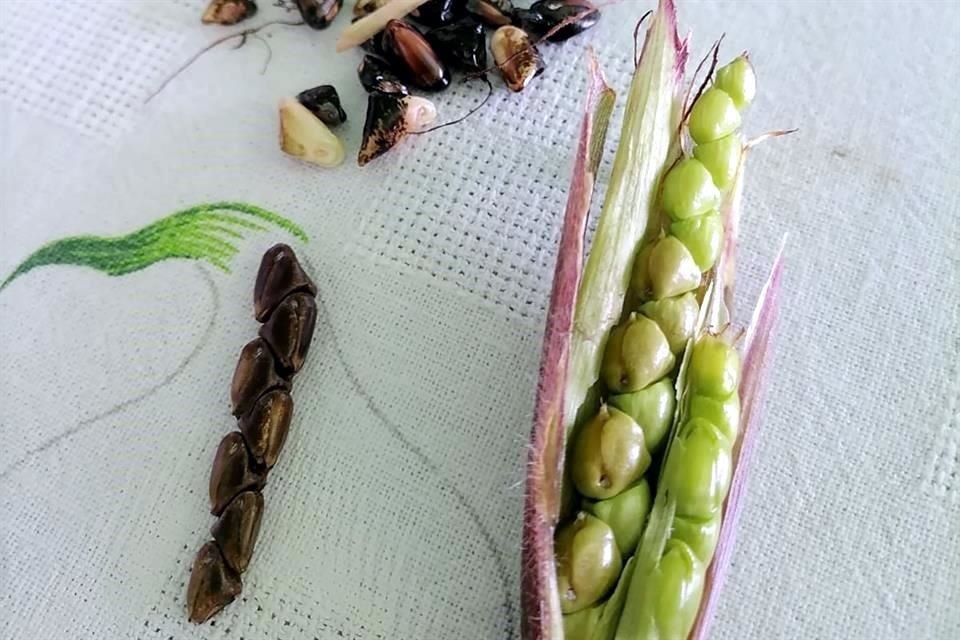 Los granos de maíz que han germinado fueron hallados en un viejo huerto duraznos de Tlaxcala.