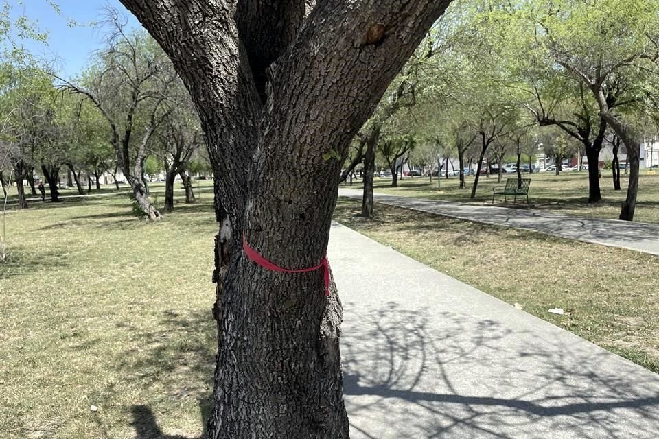 El Municipio regio derribará 28 fresnos, al reportar que 18 están secos y 10 tienen daños muy fuertes.