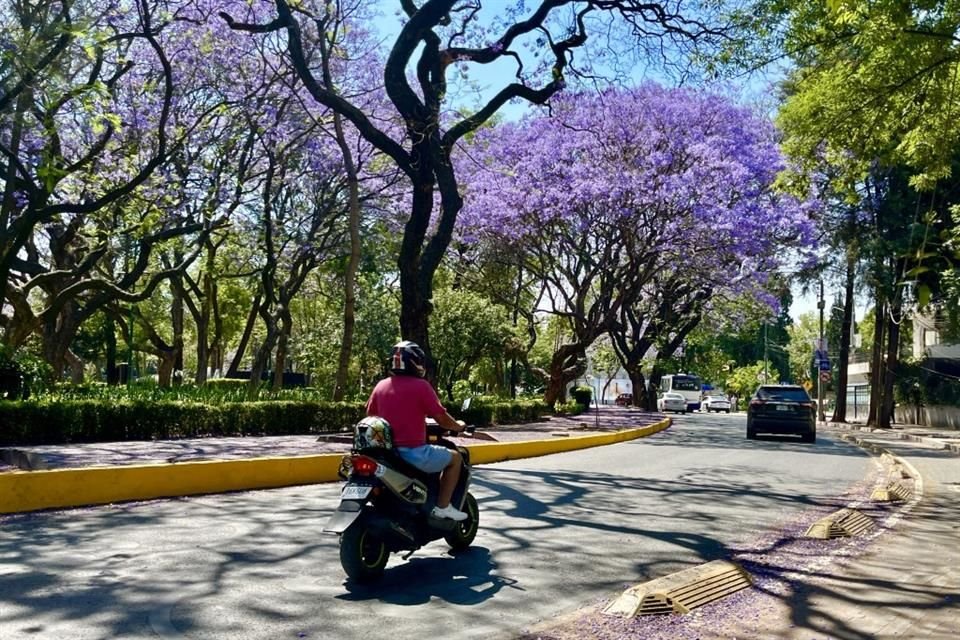 La especialista resaltó que las jacarandas mantienen frescas las calles de la Ciudad y regulan la temperatura. 