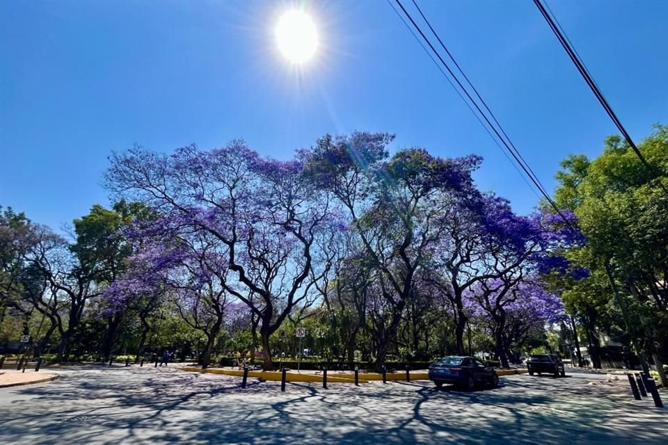 'No nada más es la parte escénica, estética, también es observar los servicios ambientales que nos dan las jacarandas y todos los árboles', expresó Mercedes Sánchez, geógrafa. 