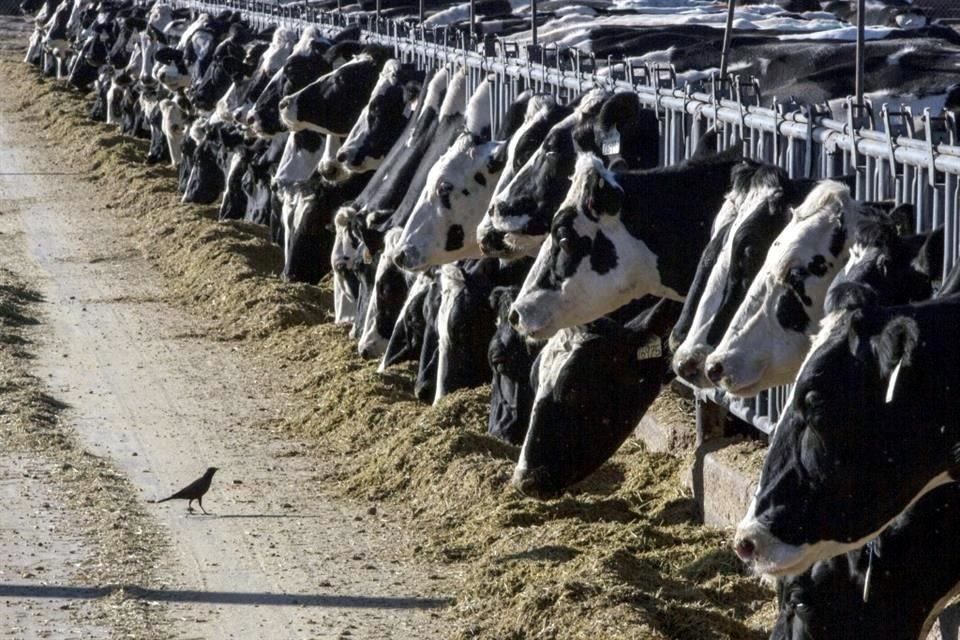 Juan Carlos Anaya, director general del Grupo Consultor de Mercados Agrícolas (GCMA), acotó que la medida de impedir el paso del ganado mexicano responde más a una acción política.