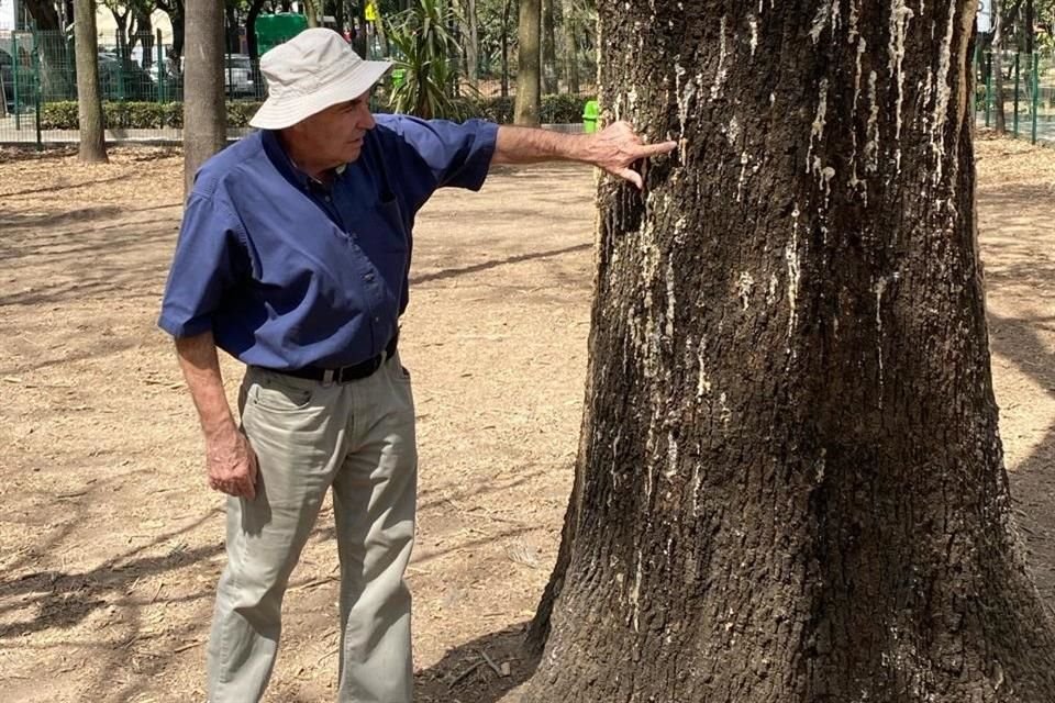 De acuerdo con un especialista, la plaga de escarabajos ataca principalmente a fresnos del norte y centro de la CDMX.