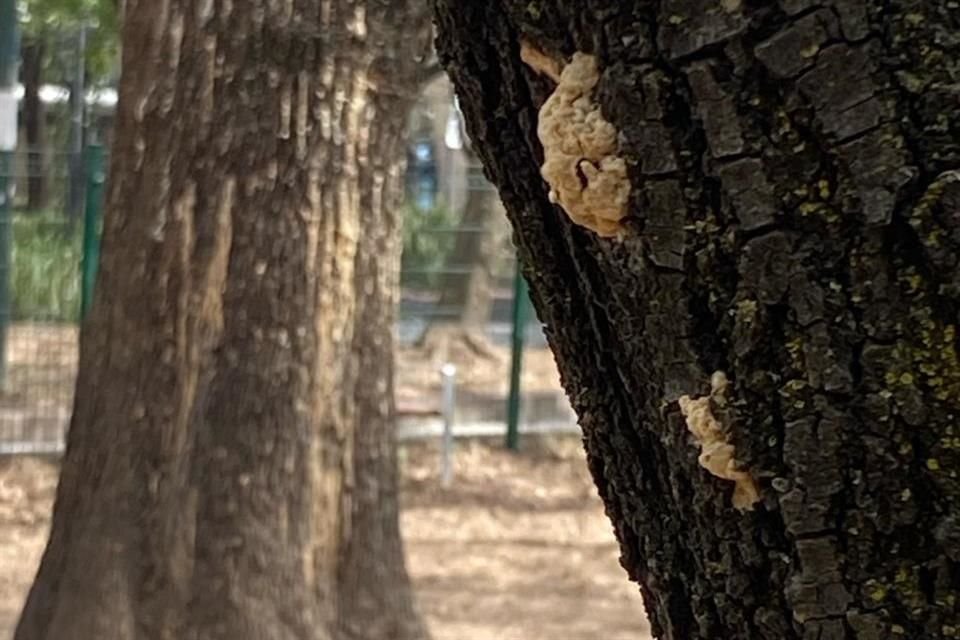 Suele terminar la presencia de este insecto en invierno, ya que las bajas temperaturas los exterminan, pero este año ha sobrevivido y se ha extendido.