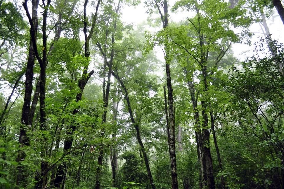 En Jalisco existen amplia variedad de cobertura forestal.