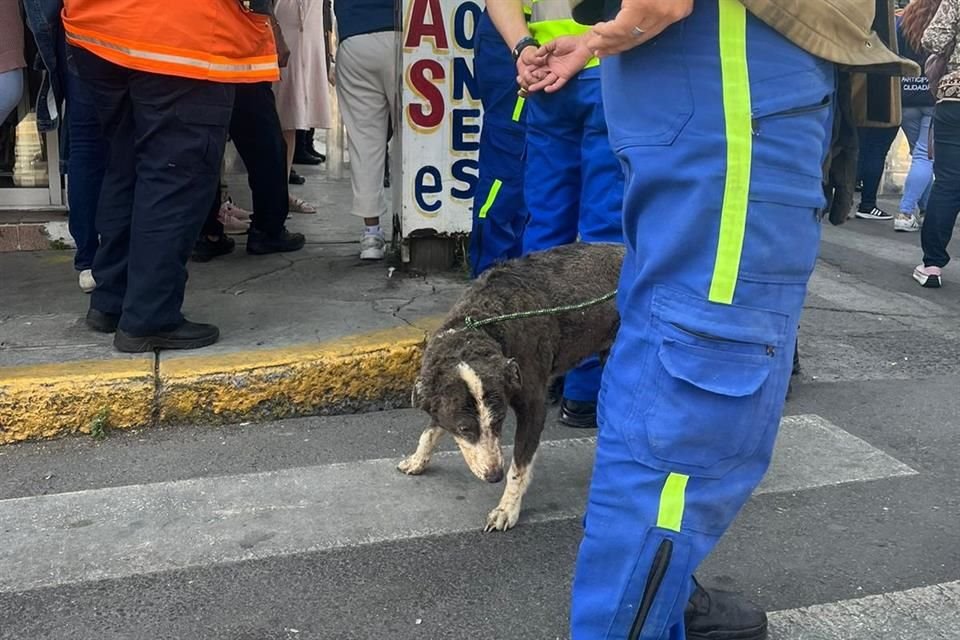 Servicios de emergencia rescataron a dos perritos que eran mascotas de los residentes de la casa colapsada.