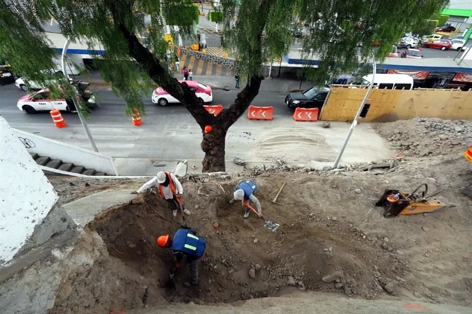 Según vecinos, 300 árboles trasplantados se dañaron.