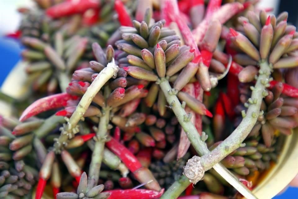 Pemuches o pichocos, los que nacen de un árbol considerado sagrado en Mesoamérica, y que se cocinan con frijoles negros, con epazote y chile.