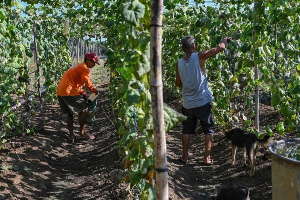 Ante un escenario de sequía y menos tierra disponible para sembrar, la utilización de fertilizantes es la principal herramienta para aumentar la productividad de los cultivos, destacó Rodríguez.