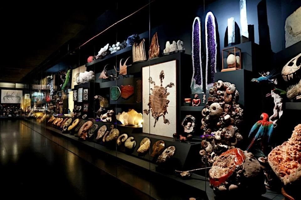 En la exhibición hay amonites, meteoritos, fósiles, esqueletos de dinosaurios y animales disecados.