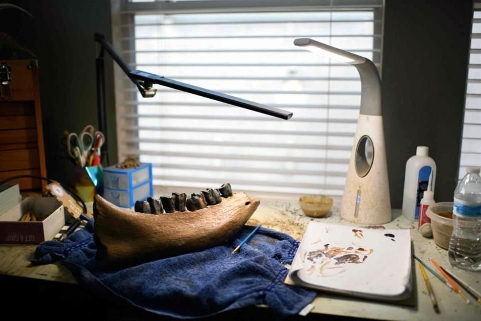 Antes de exponerse en un museo, los fósiles de un dinosaurio pasan por artistas que deben retirarles la tierra, reconstruirlos y pintarlos de tal forma que queden perfectos al ojo humano.