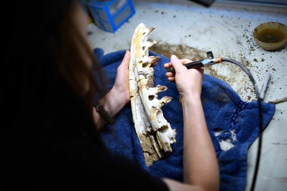 Utiliza un minitaladro conectado a una compresora, parecido a la herramienta de un dentista, con el que retira cuidadosamente las partículas de suelo pegadas a estos restos.