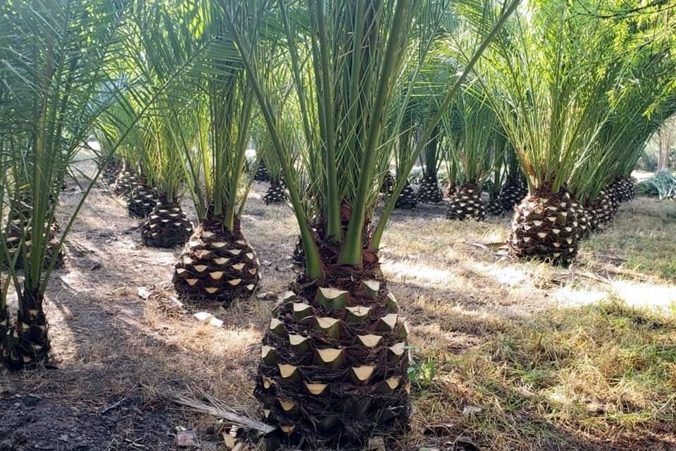 En el vivero de Nezahualcóyotl, ubicado en Xochimilco, fue iniciada una plantación con 300 palmeras, cultivadas para llevar a cabo la reposición de los primeros ejemplares retirados.