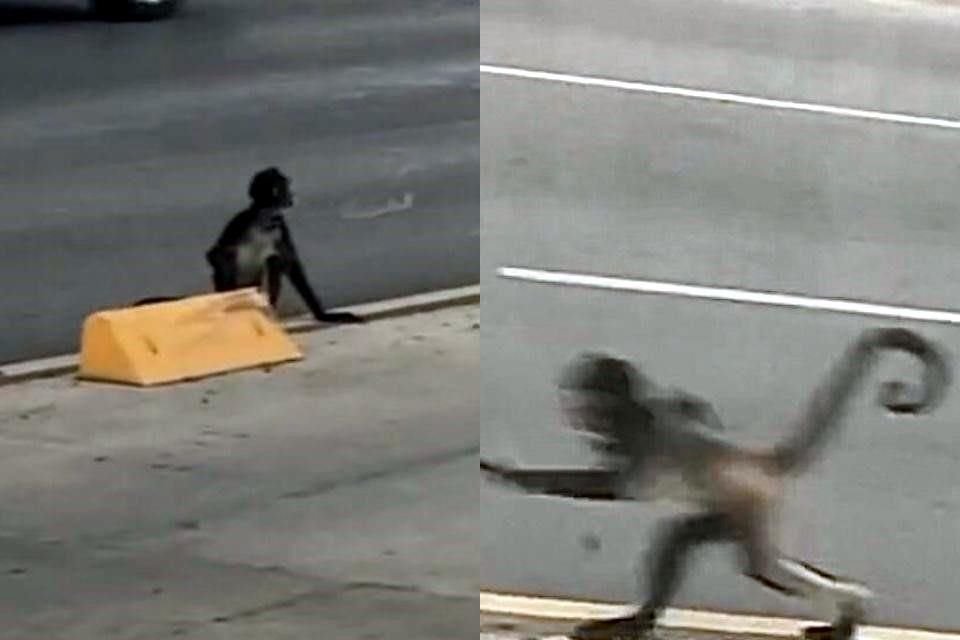 En las imágenes se aprecia al primate sentado en las bandas amarillas que delimitan los carriles especiales para los camiones.