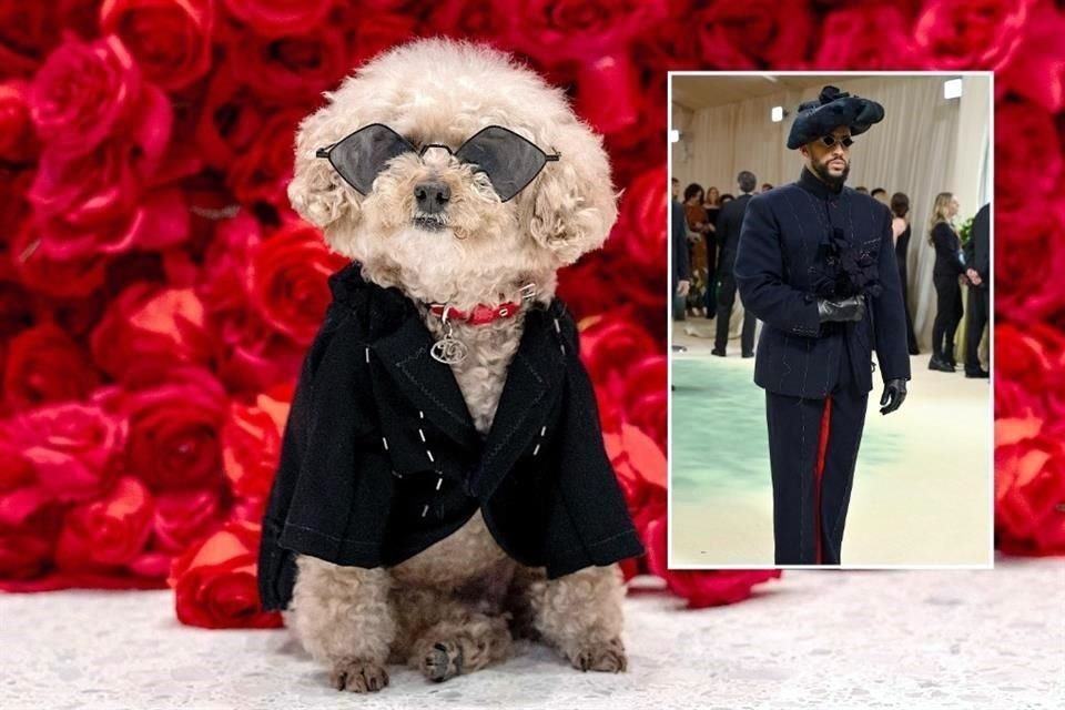 Ted Gram, un Poodle vestido como el cantante puertorriqueño Bad Bunny posa durante la 'The Pet Gala' en el AKC Museum of the dog en la ciudad de Nueva York