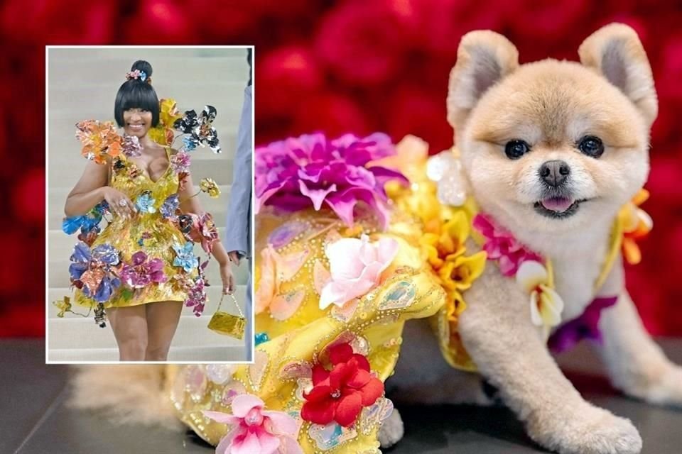 LaLa, una pomerania vestida como la rapera estadounidense Nicki Minaj posa durante la 'The Pet Gala'.