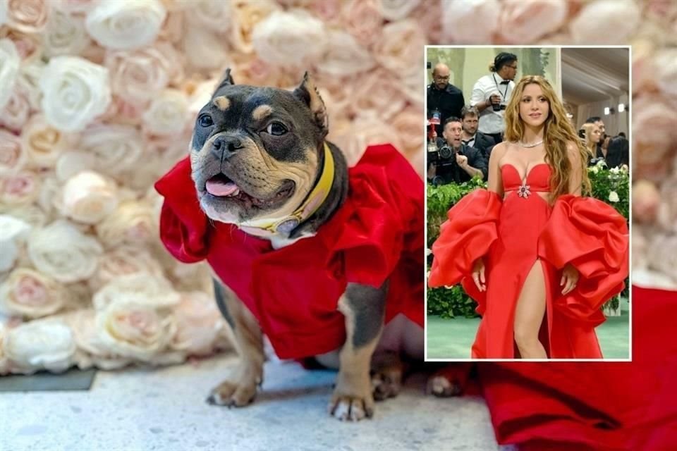 Saya, una Pocket Pitbull vestida como la cantante colombiana Shakira, posa durante la 'The Pet Gala' en el Museo del perro AKC en la ciudad de Nueva York.