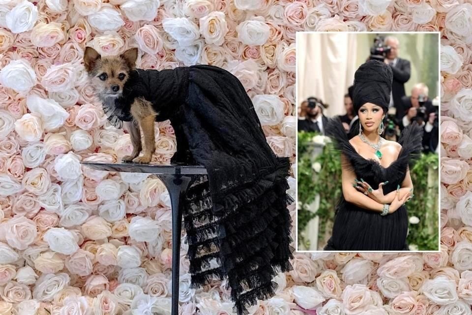 Miley-Jo, una Chorkie vestida como la rapera estadounidense Cardi B, posa durante la 'The Pet Gala' en el Museo del Perro AKC en la ciudad de Nueva York.