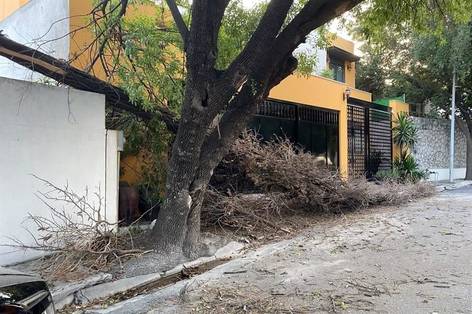 En algunas zonas del municipio de San Pedro, cayeron ramas de los árboles.