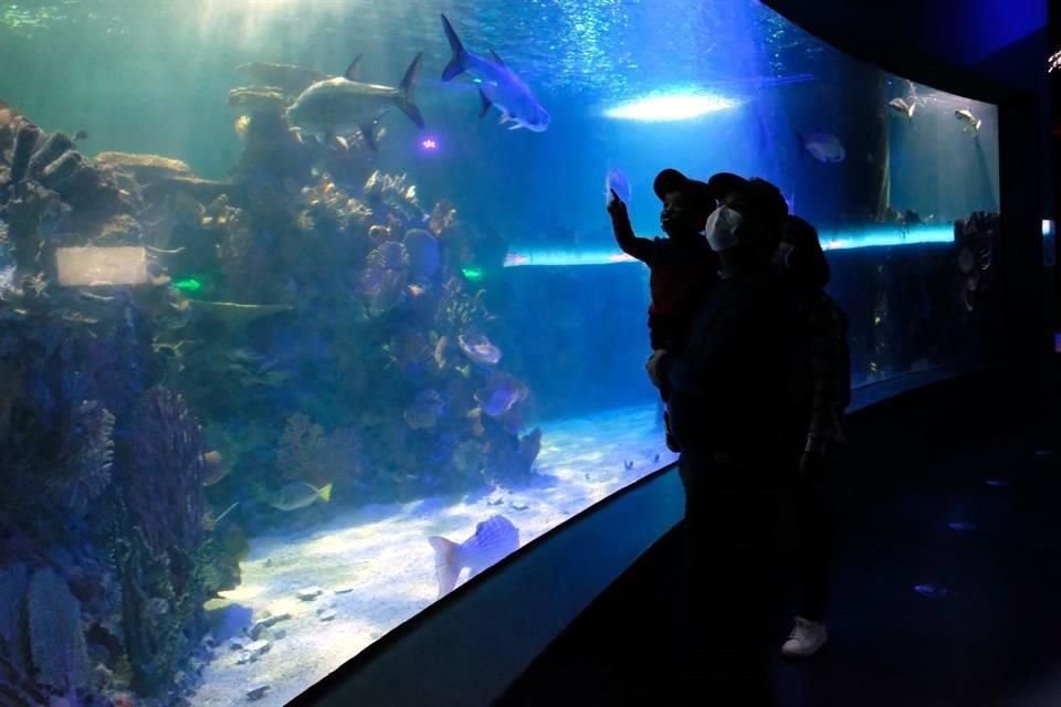 'Parecería que estamos lejos de la extinción de los pingüinos, a menos que el calentamiento global se acelere', comentó el directivo del Acuario Inbursa, Julio Nasta. 