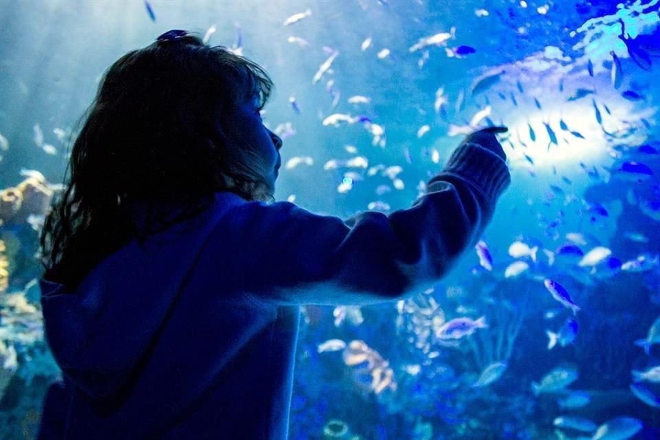 El propósito de la exposición es presentar los riesgos de los pingüinos y su hábitat. 