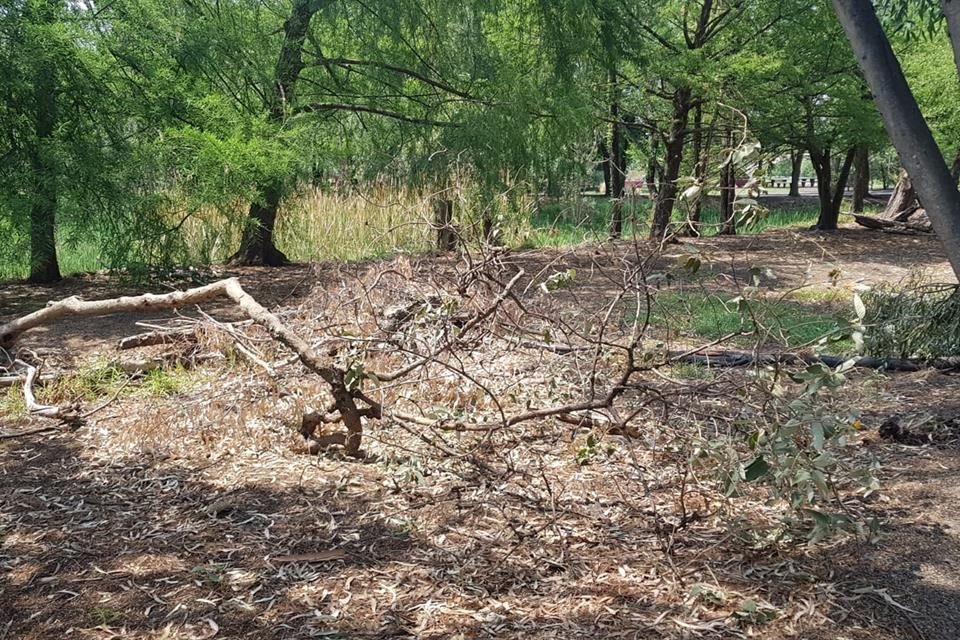 Algunos parajes del Parque Ecológico Xochimilco lucen vegetación seca.