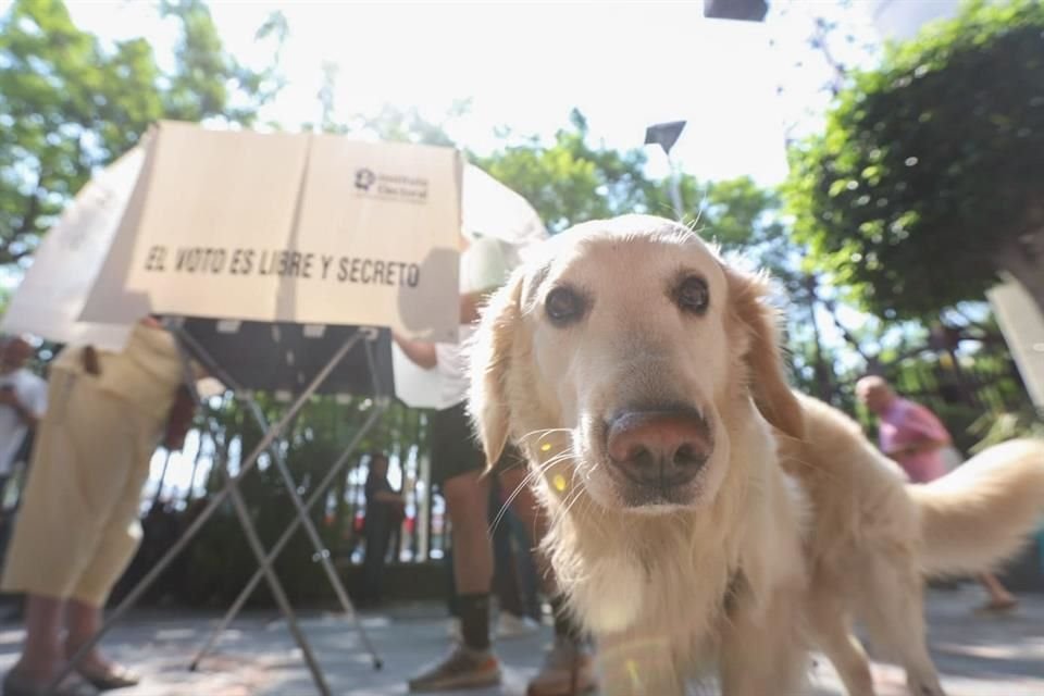 Un perrito acompañó a su dueño a emitir su voto en la casilla del Estadio 3 de Marzo.