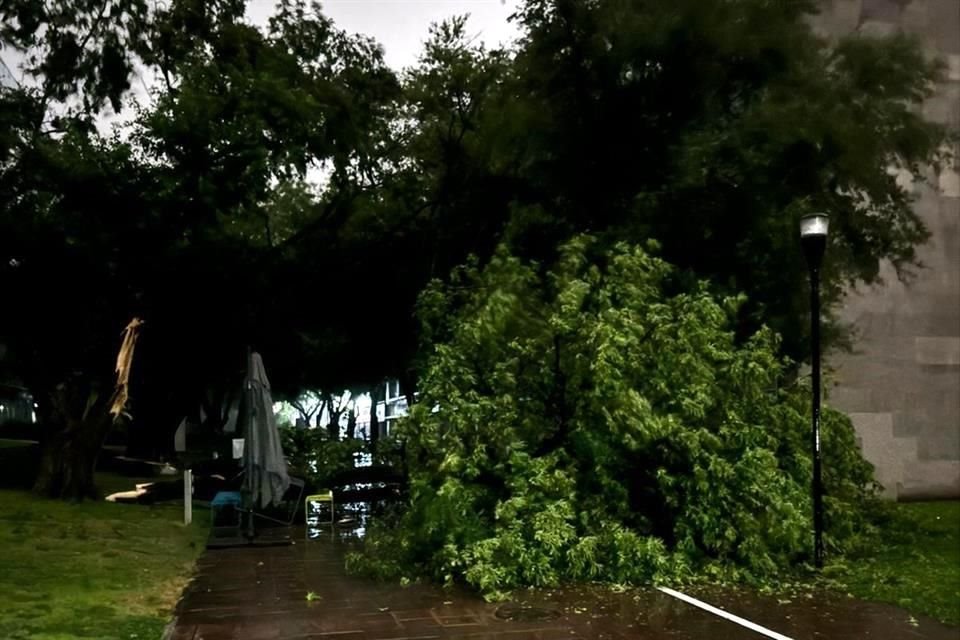 Un árbol cayó en un área del Tec de Monterrey.