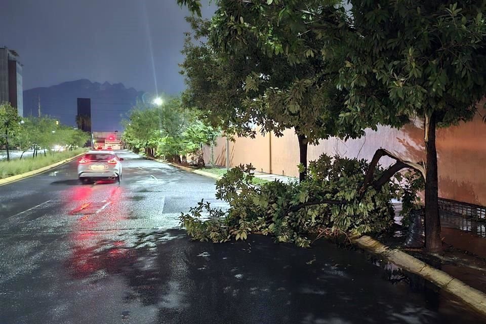 Varios árboles fueron derribados en Avenida Céntrika.