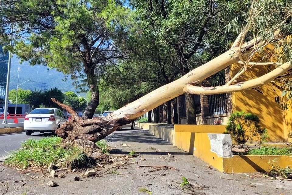 En San Pedro se reportó caída de árboles y ramas.