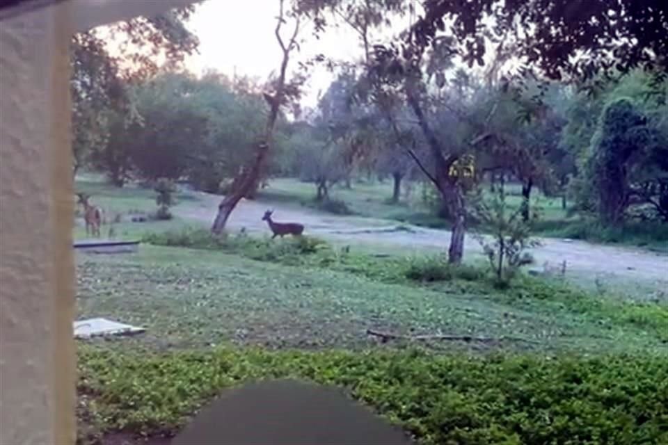 Los animales fueron captados en video.
